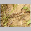 Lacerta agilis - Zauneidechse w13.jpg